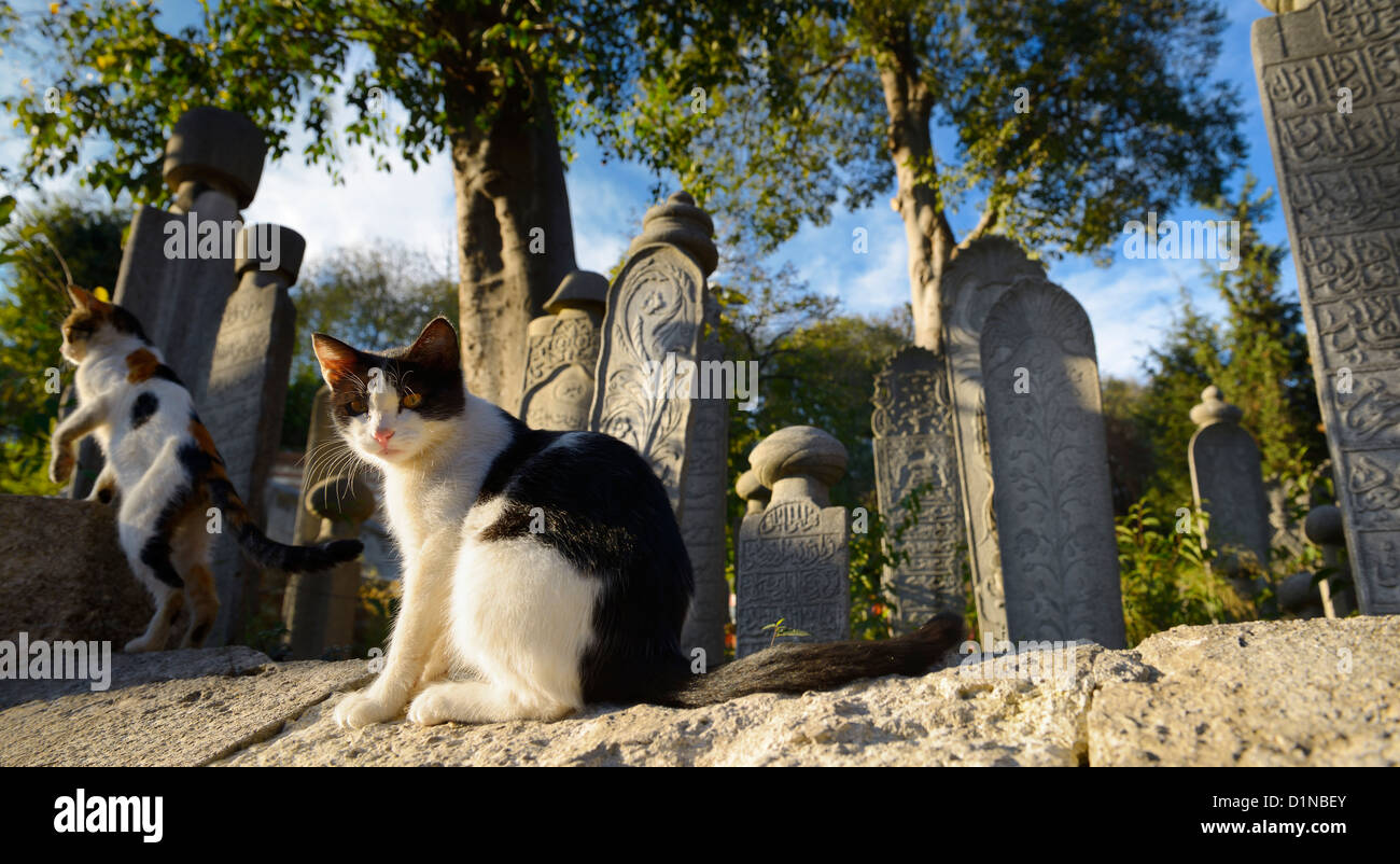 Feral cats on wall of Ottoman cemetery with grave stones at Eyup Sultan Mosque Istanbul Turkey Stock Photo