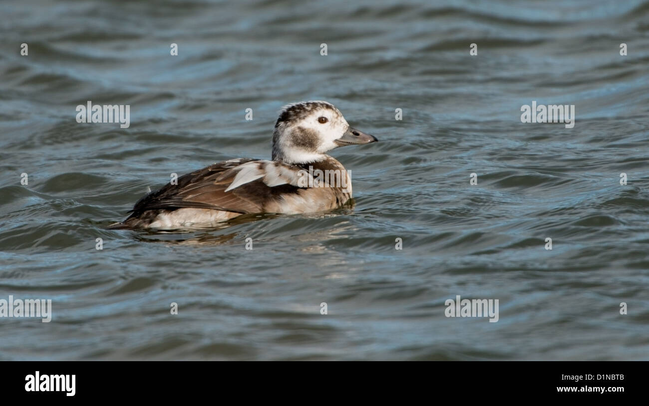 Clangula hyemalis, Drake Long Tailed Duck Stock Photo