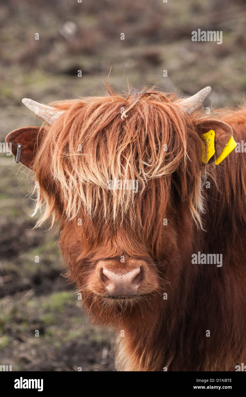 Highland Cattle Laide Ross & Cromarty Highland Scotland Stock Photo Alamy