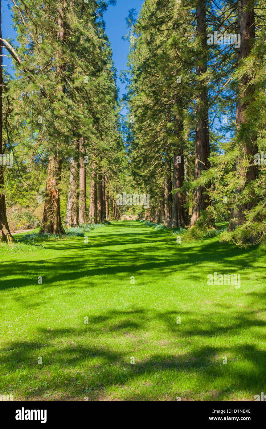 Avenue of Redwood Trees Benmore Gardens nr Dunoon Argyll & Bute