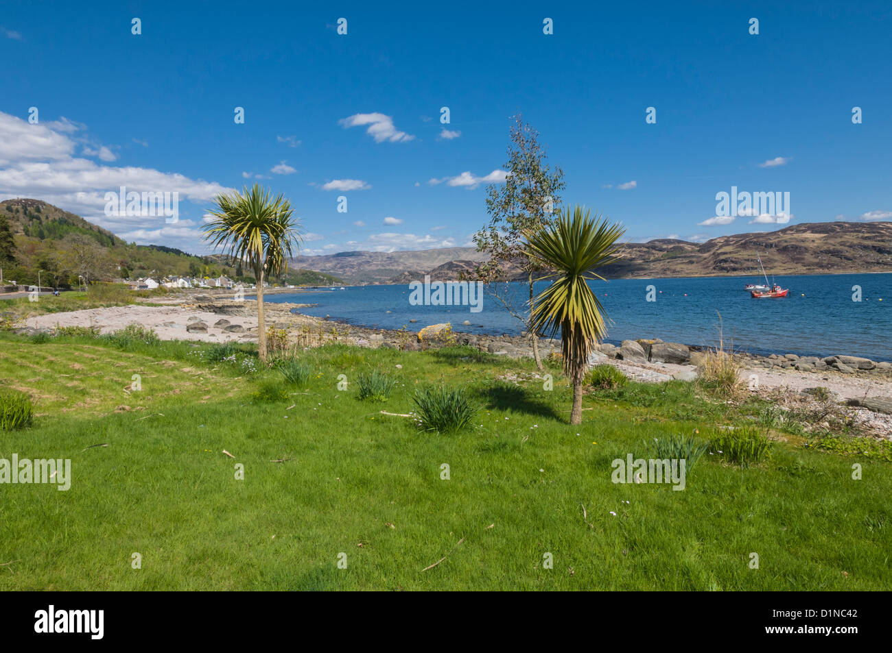 Palm tree scotland hires stock photography and images Alamy
