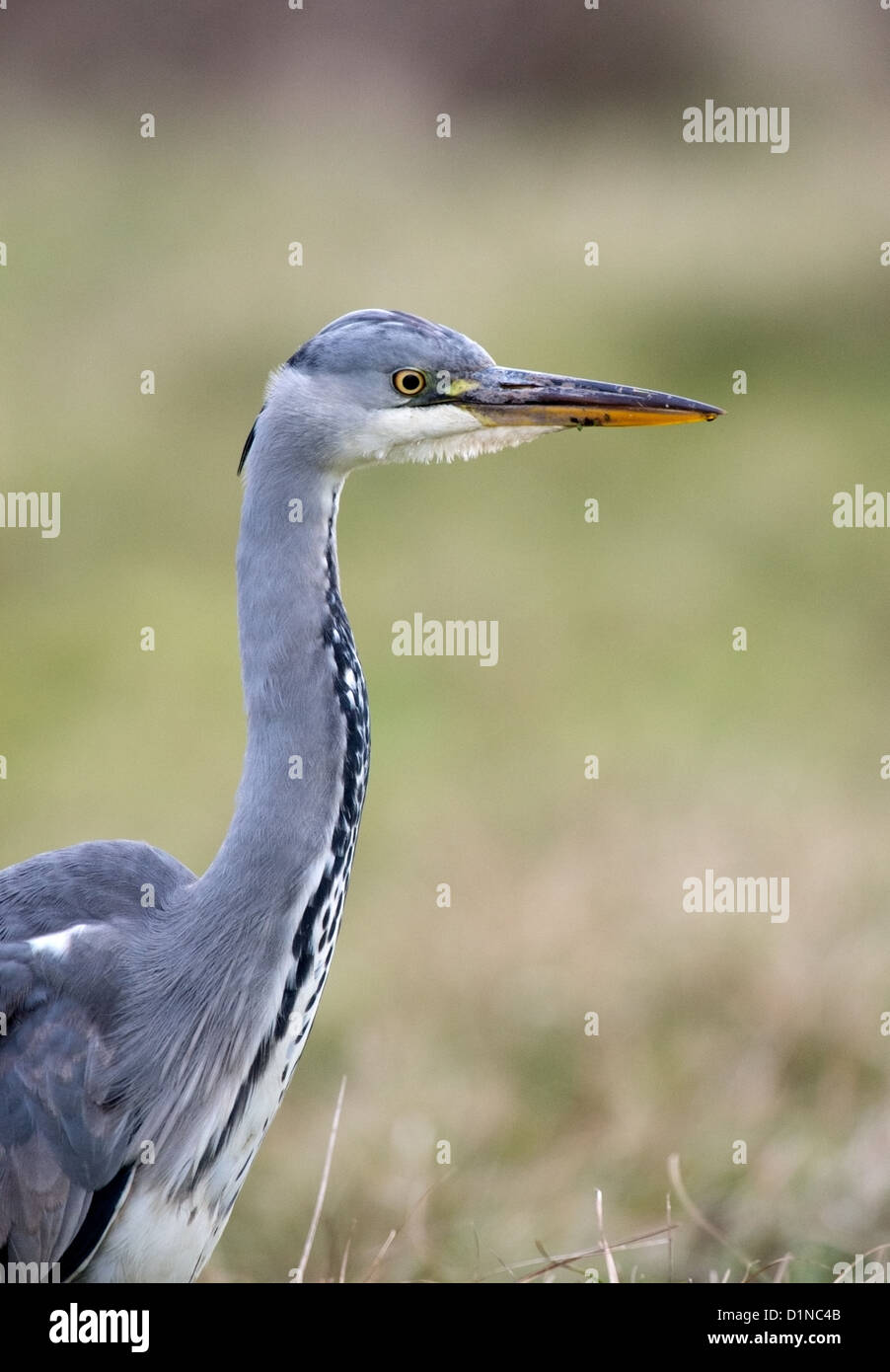 Ardea cinerea, Grey Heron on the look out for prey Stock Photo