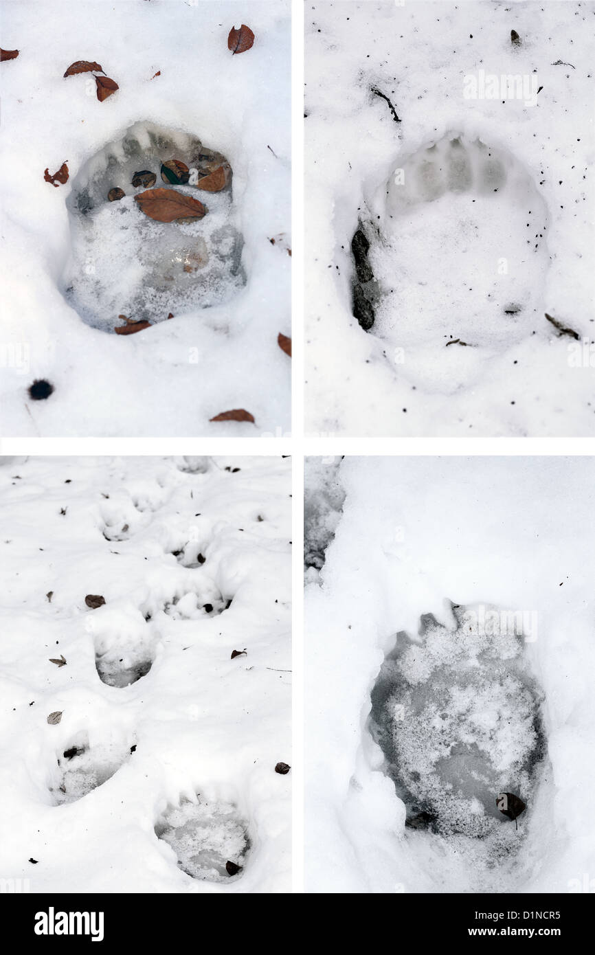 collection of brown bear ( ursus arctos ) tracks in snow Stock Photo