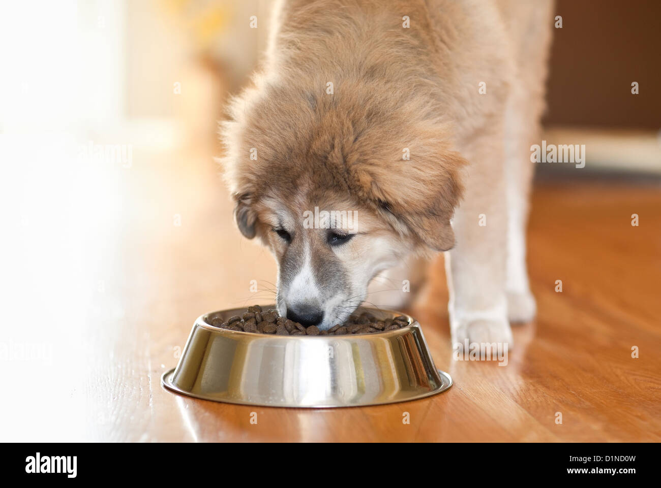 10 week old, mixed breed puppy eating. Stock Photo