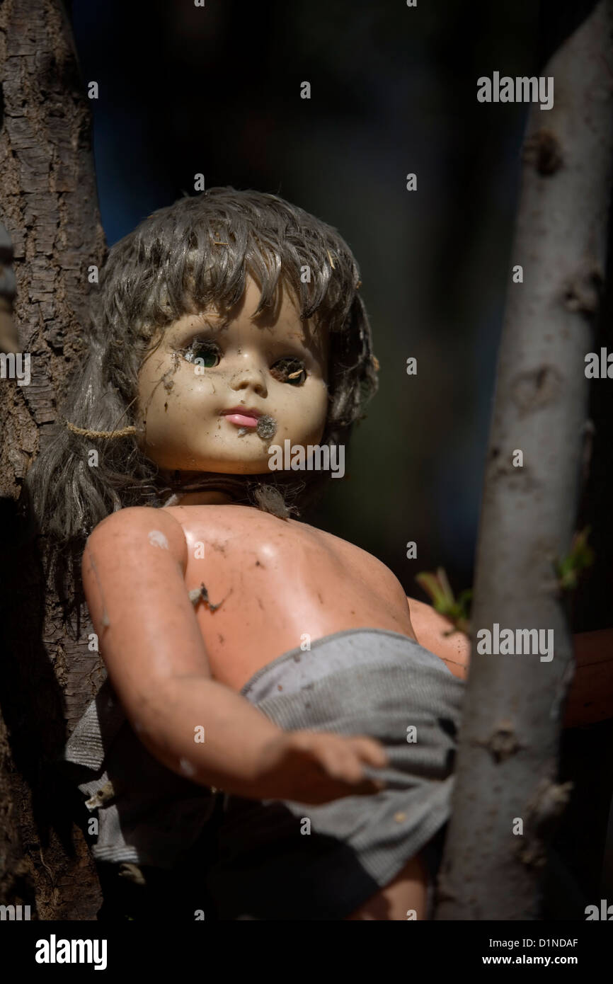 A doll hangs on a tree on the Island of the Dolls in Xochimilco