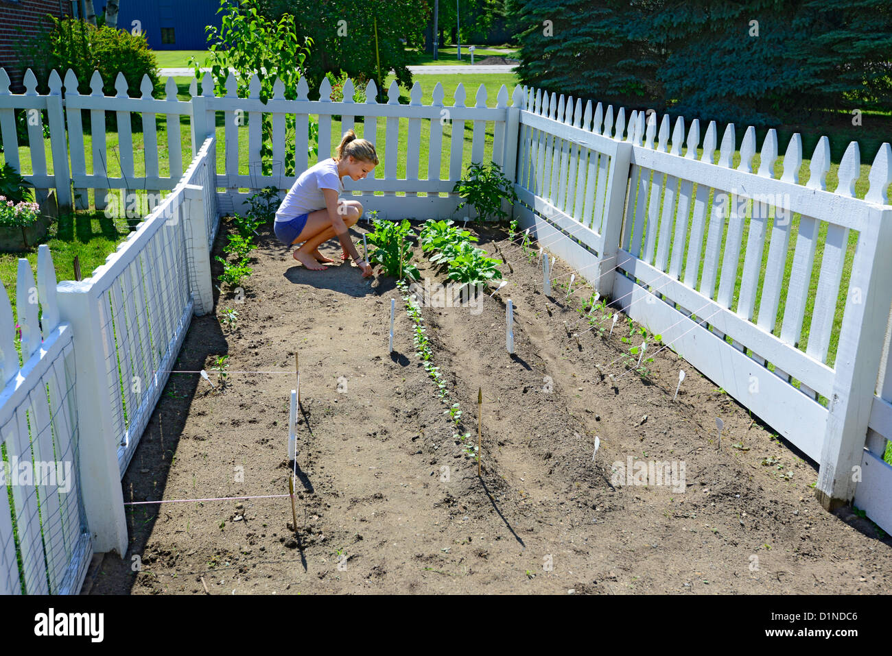 Young female woman gardening working in an organic home garden with a variety of vegetables Stock Photo