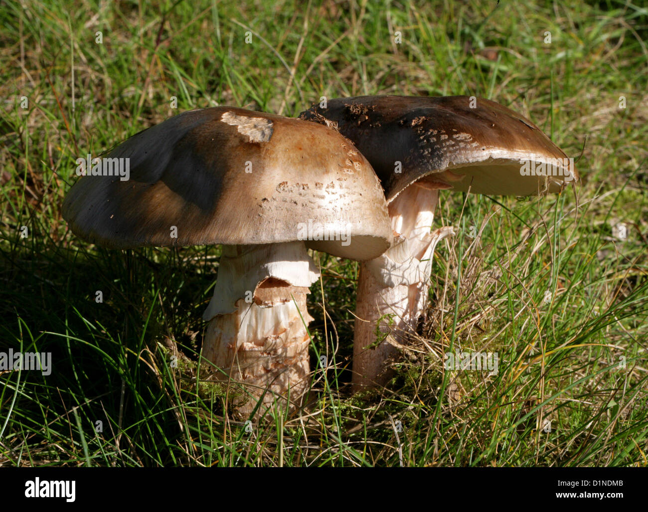 A Pair of Large Agaric Mushrooms Growing in Grassy Woodland. Possibly Scaly Wood Mushrooms, Agaricus langei, Agaricaceae. Stock Photo