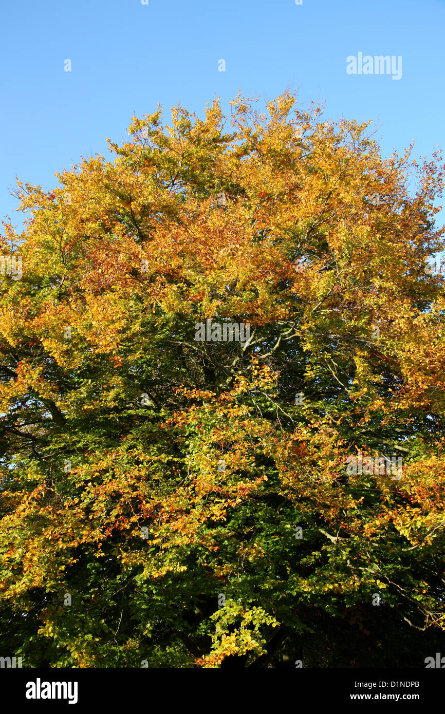 Beech Tree, Fagus sylvatica, Fagaceae, in Autumn Colour, Hertfordshire, UK. Stock Photo
