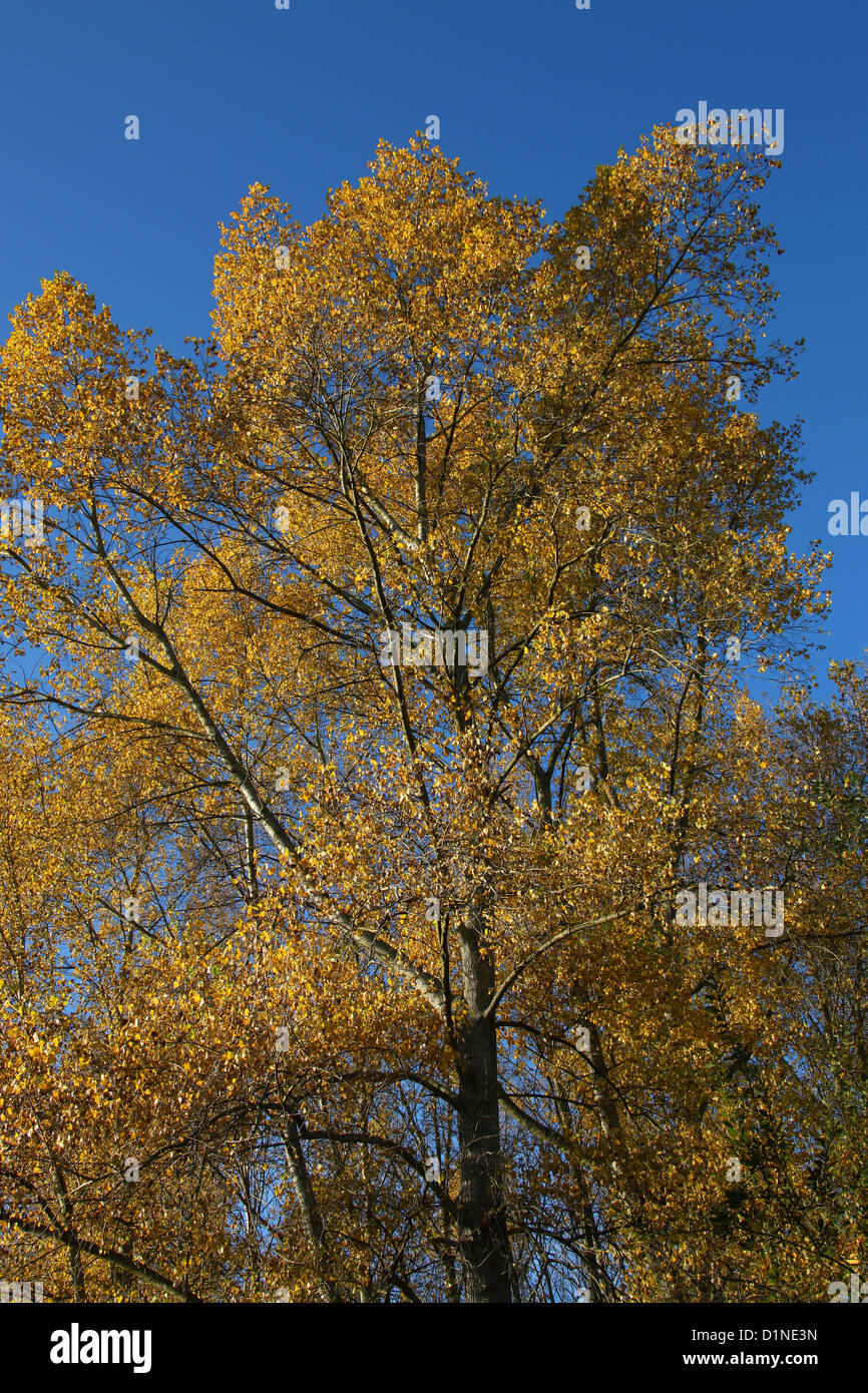 Poplar Trees, Populus nigra, Salicaceae, in Autumn Colour. Stock Photo