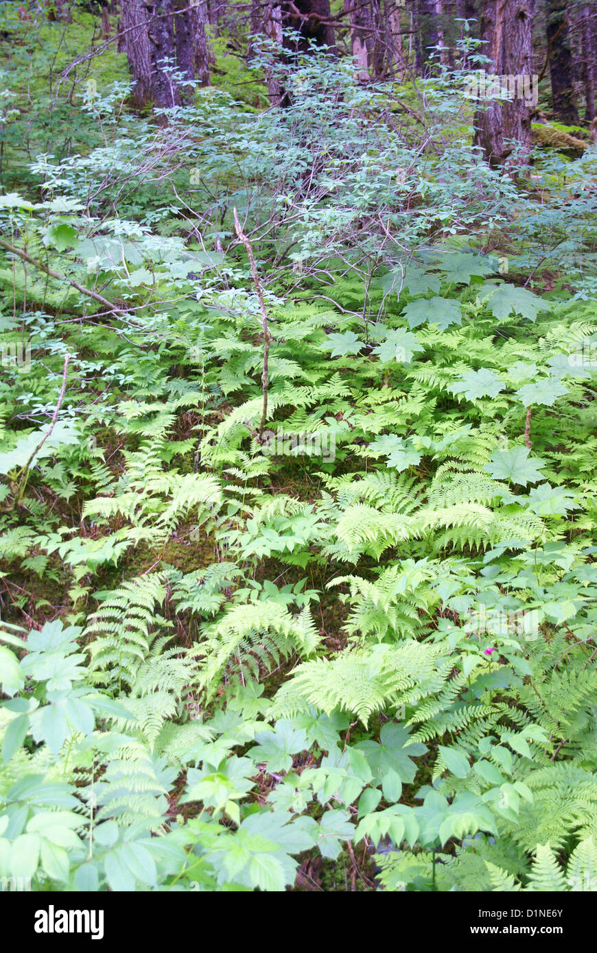 Ferns and underbrush, Perseverance Trail, Juneau, Alaska Stock Photo