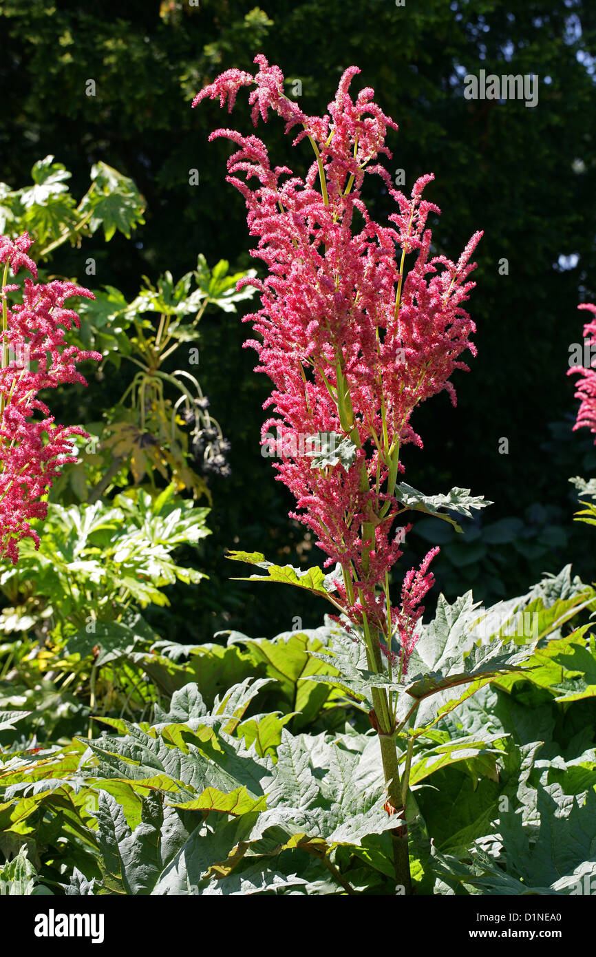 Turkey Rhubarb, Rheum palmatum, Polygonaceae. Also called Turkish rhubarb, Chinese rhubarb,  Indian rhubarb, Russian rhubarb. Stock Photo