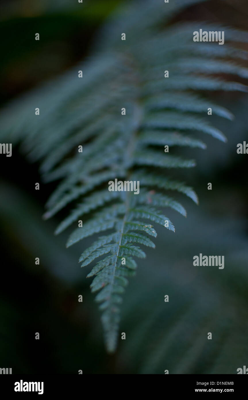 Details fern leaves hi-res stock photography and images - Alamy