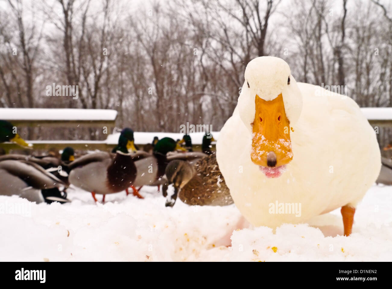 Various Ducks during a snow storm eating and gathering together Stock Photo Alamy