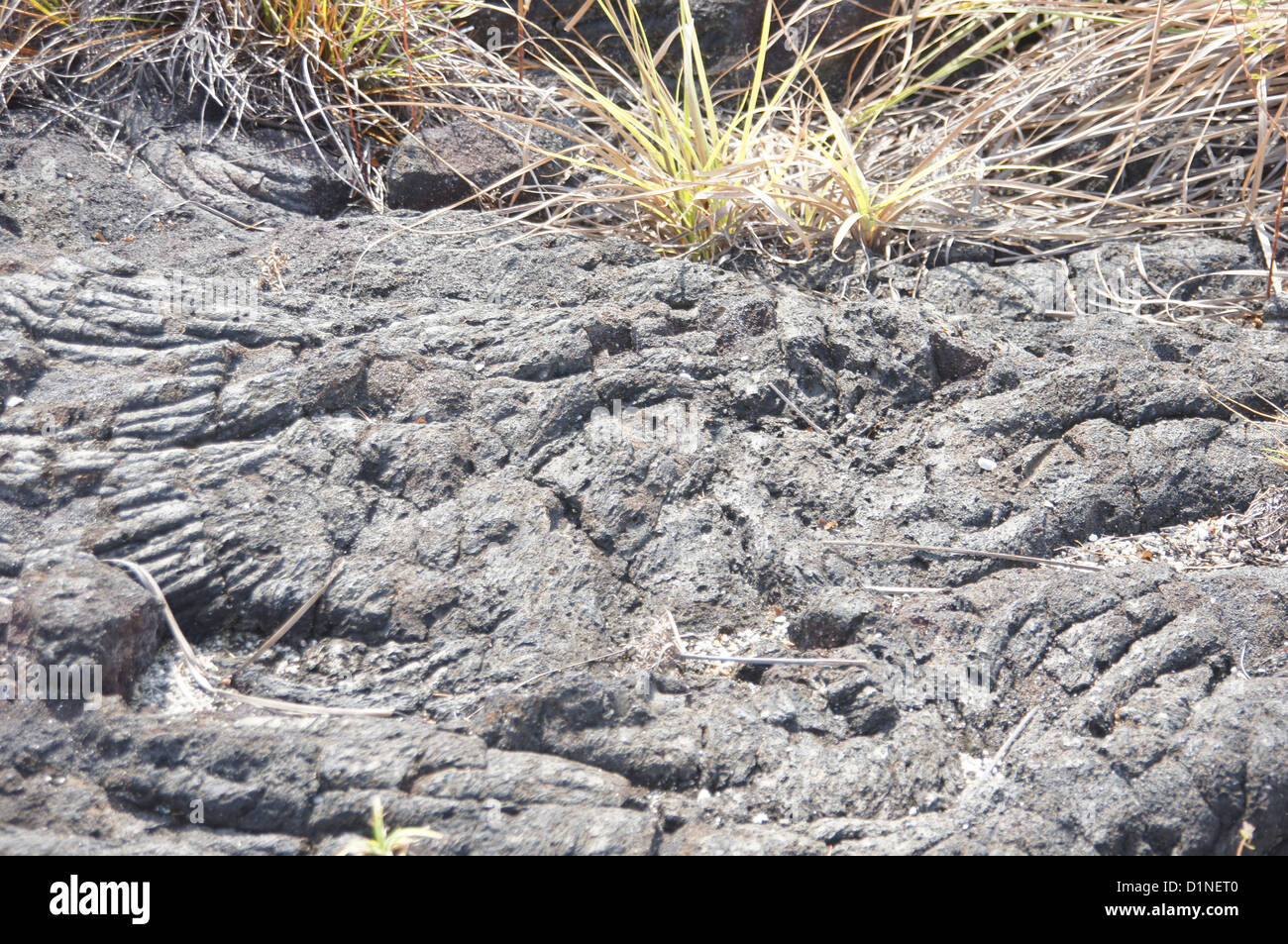 Lava rock with plant hires stock photography and images Alamy