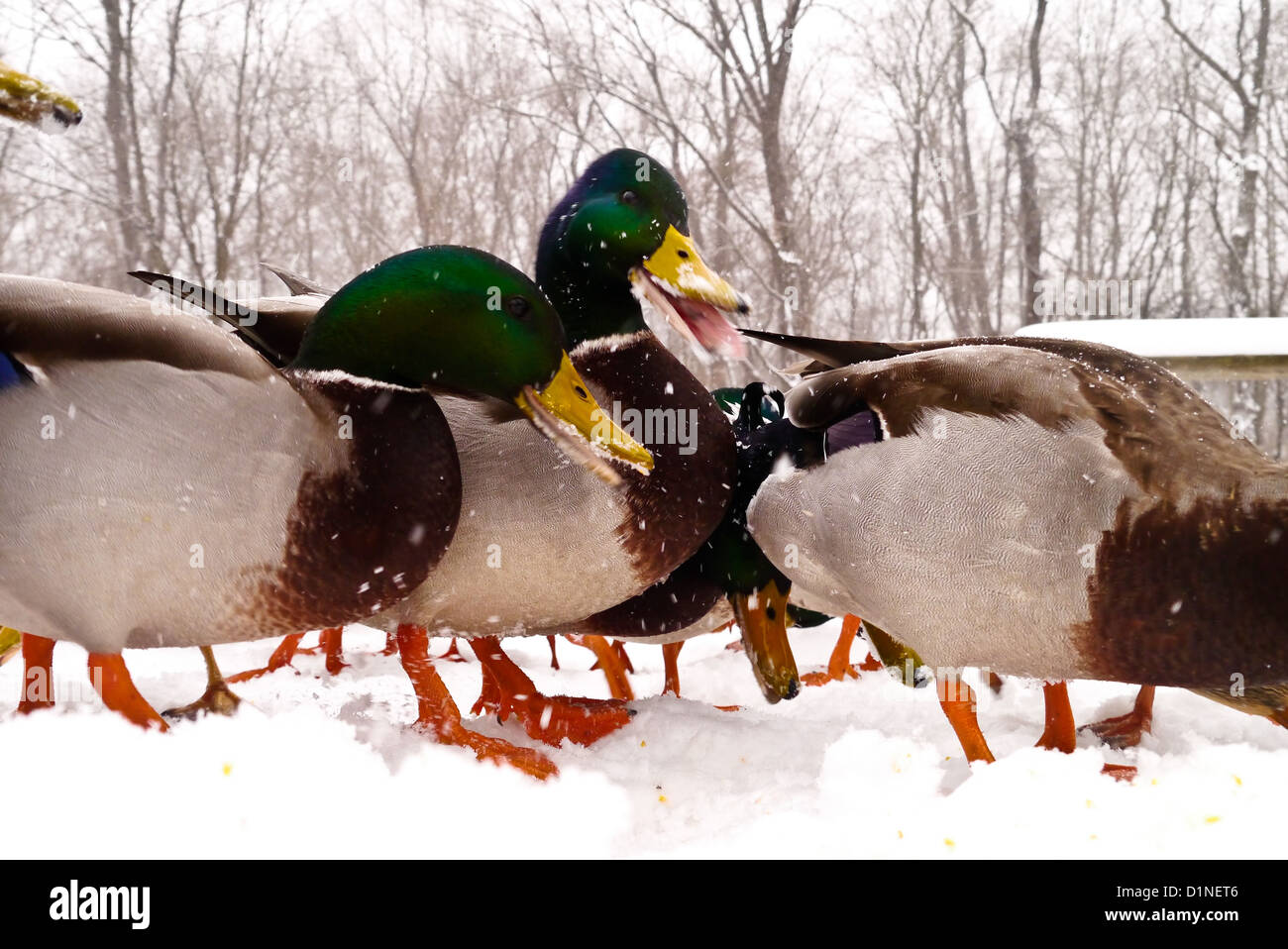 Various Ducks during a snow storm eating and gathering together Stock Photo Alamy