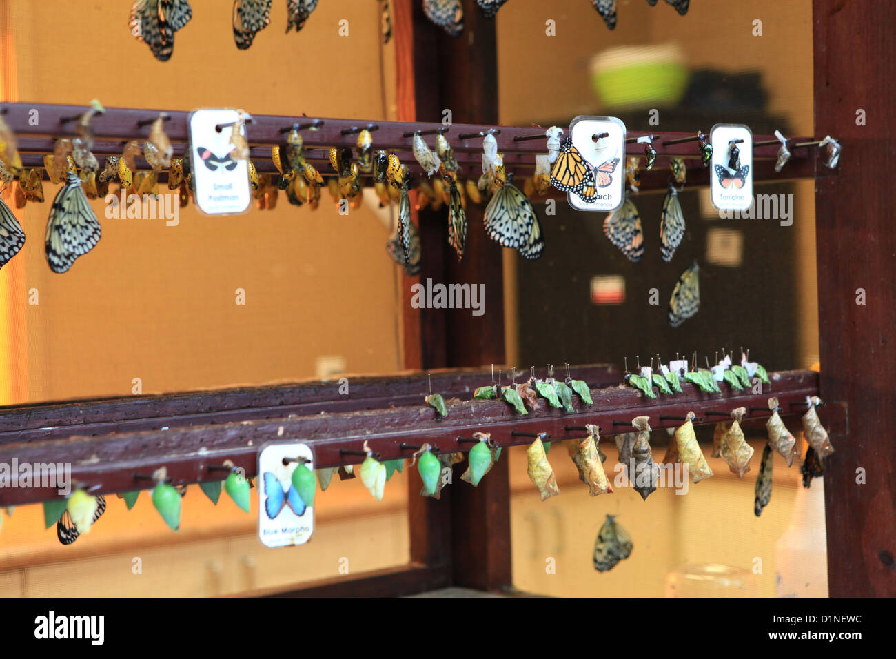 Butterfly exhibit hires stock photography and images Alamy