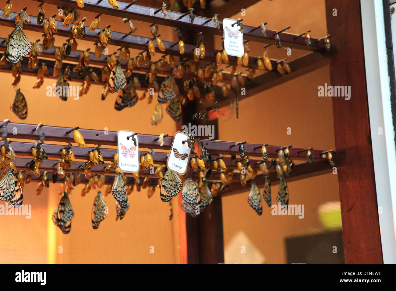 Butterfly caterpillars hatching in Cambridge butterfly conservatory