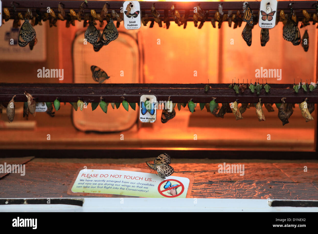 Butterfly caterpillars hatching in Cambridge butterfly conservatory