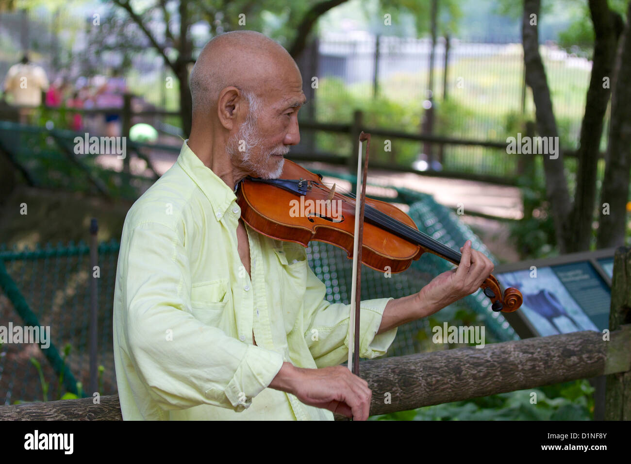 Prisnedsættelse Opera ihærdige Street performer Ying Wei plays violin at Chicago's Lincoln Park Zoo Stock  Photo - Alamy