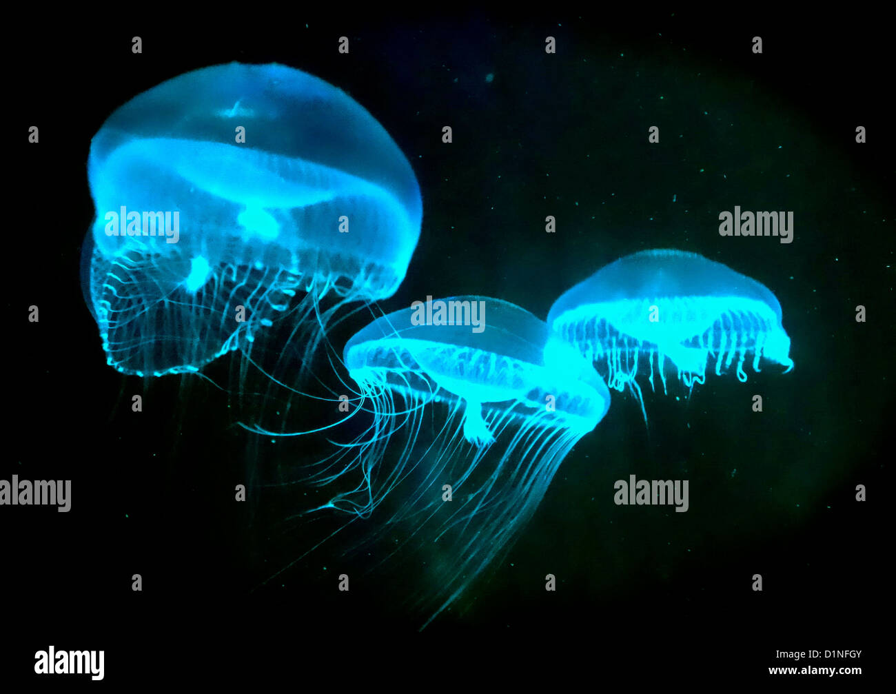 Crystal Jellyfish (Aequorea victoria) Stock Photo