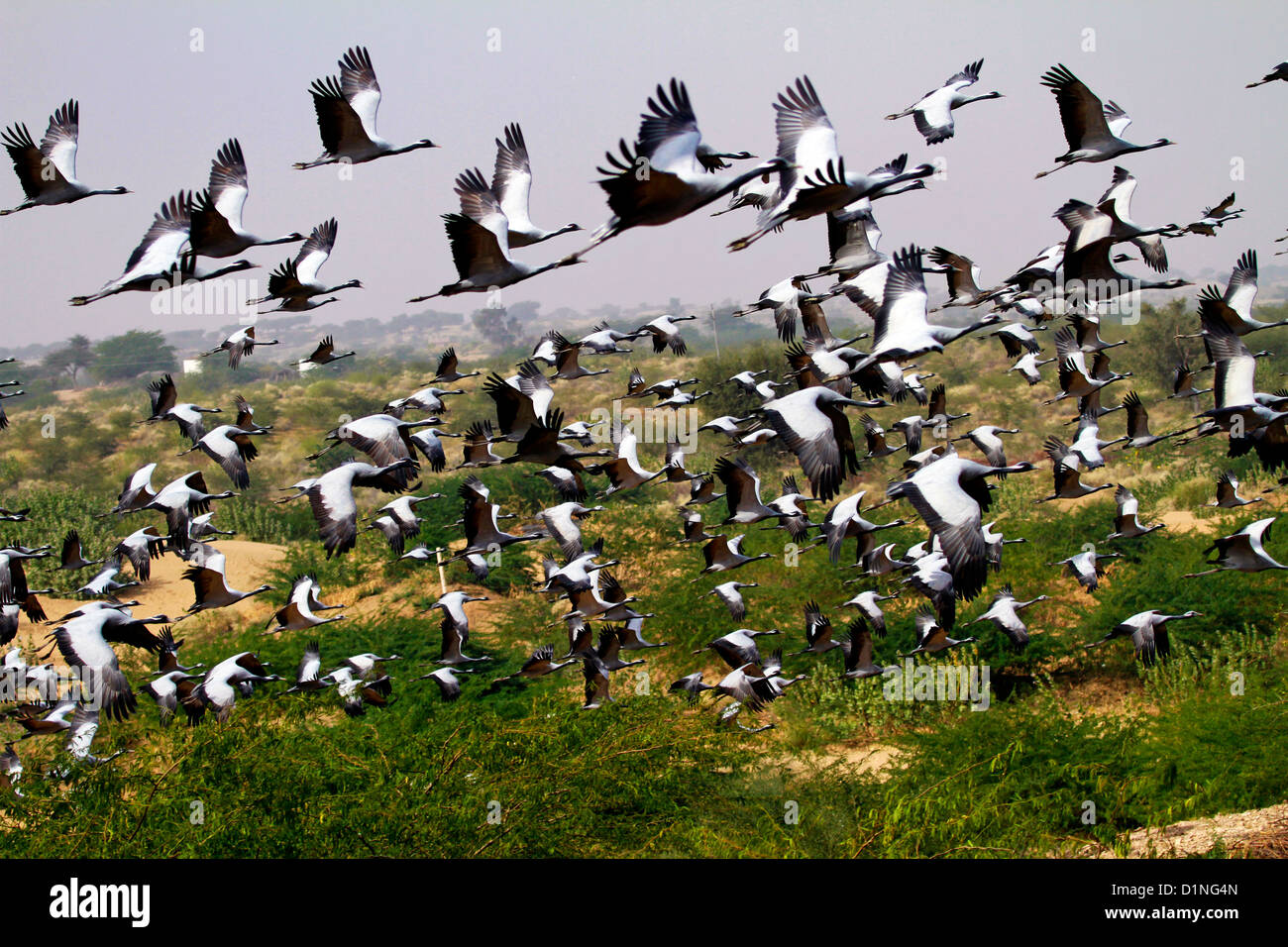 Flock Photo Examples Flock of Birds Stock Photo - Alamy