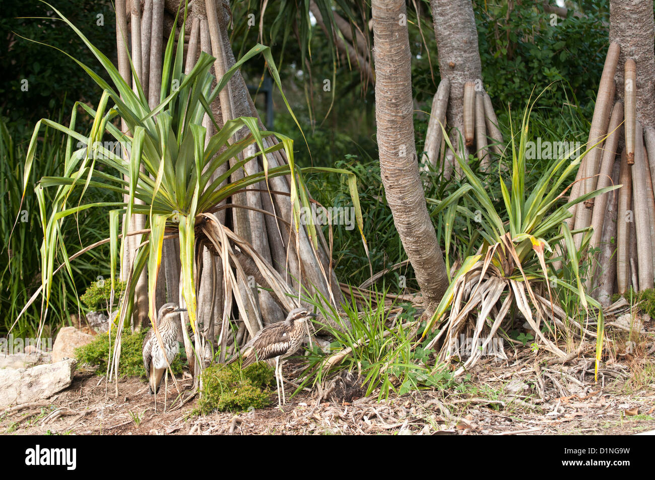 Bush Stonecurlews (Burhinus grallarius), N. Stradbroke Island