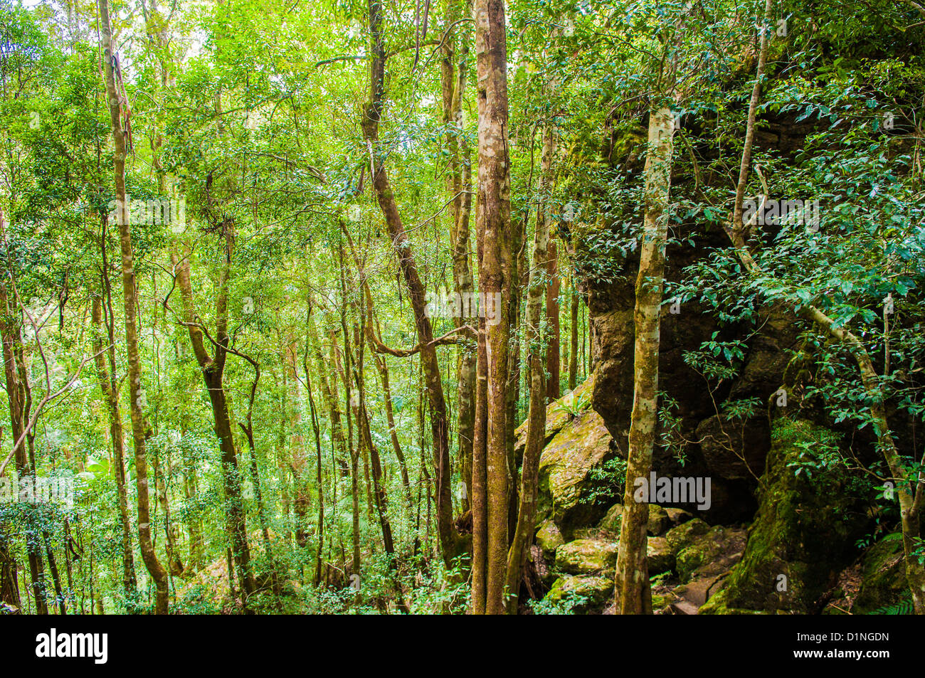 Springbrook national park hires stock photography and images Alamy