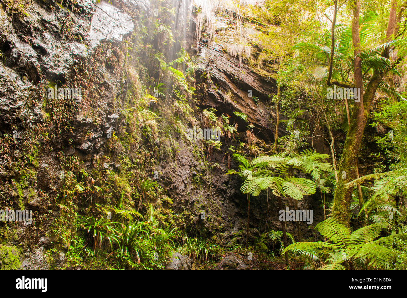Springbrook National Park Gold Coast Hinterland Queensland Stock