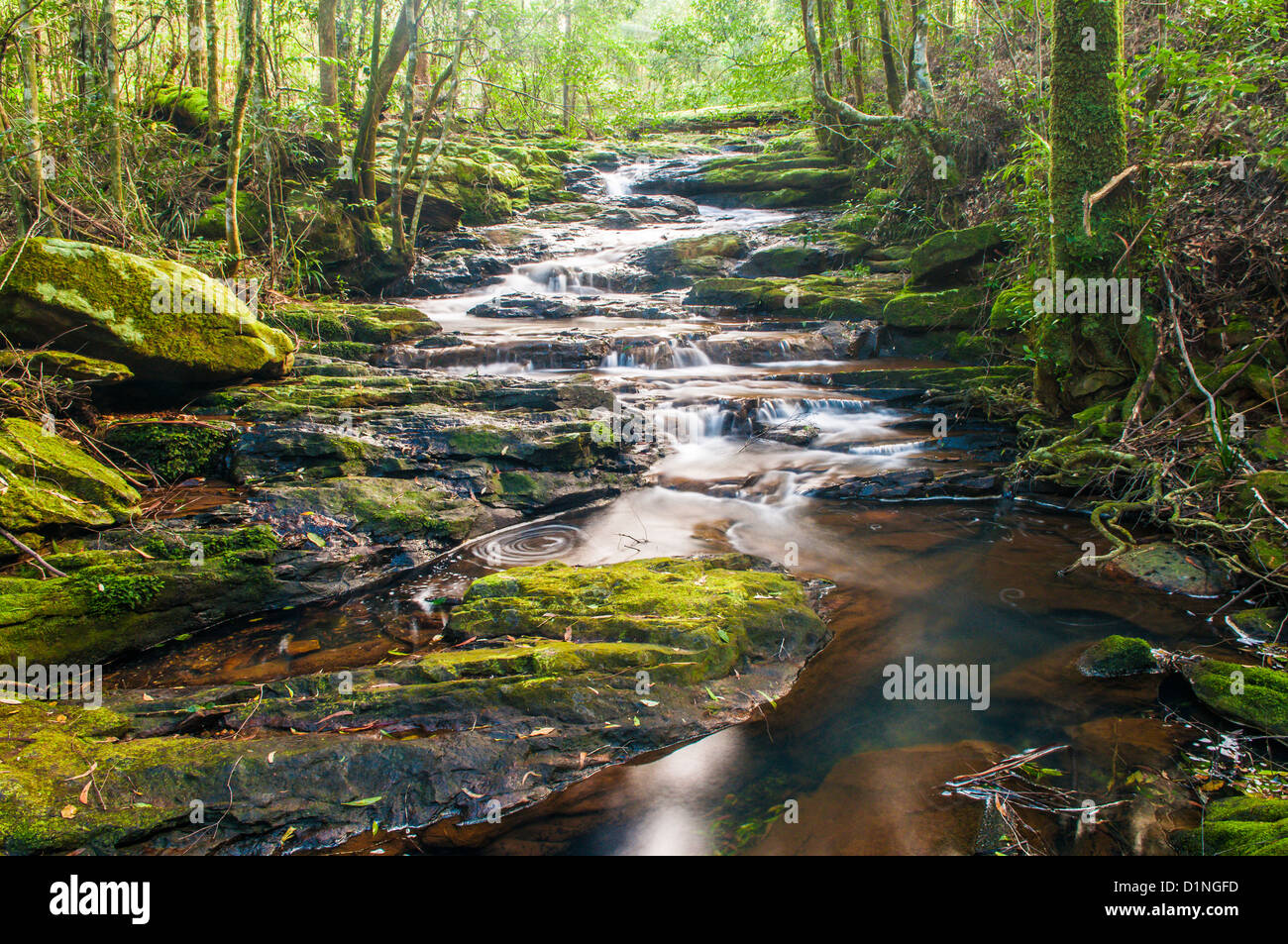 Little Nerang Creek (East Branch), Springbrook National Park, Gold