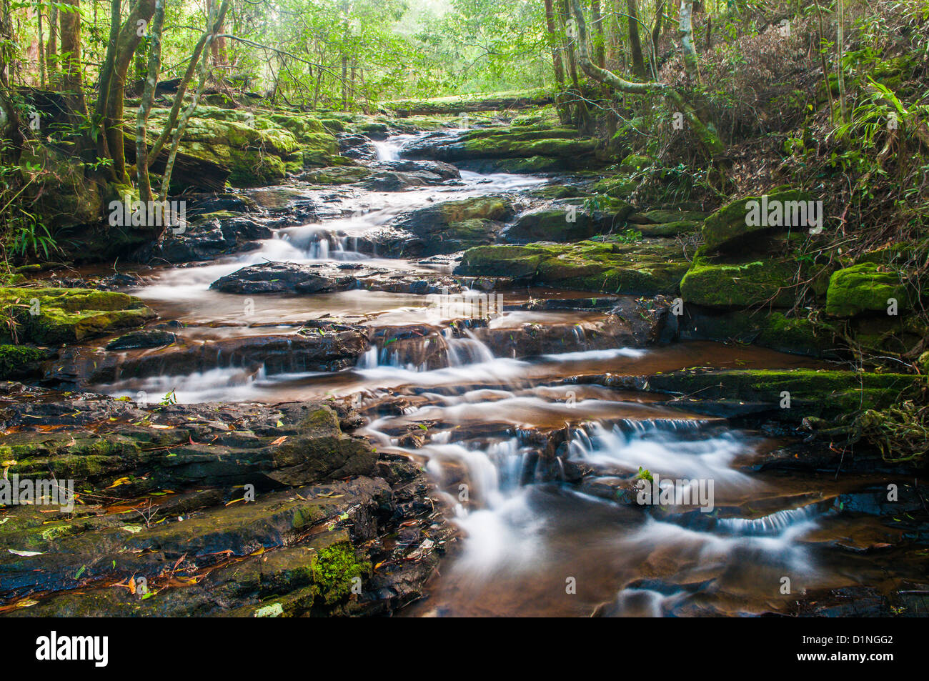 Little Nerang Creek (East Branch), Springbrook National Park, Gold