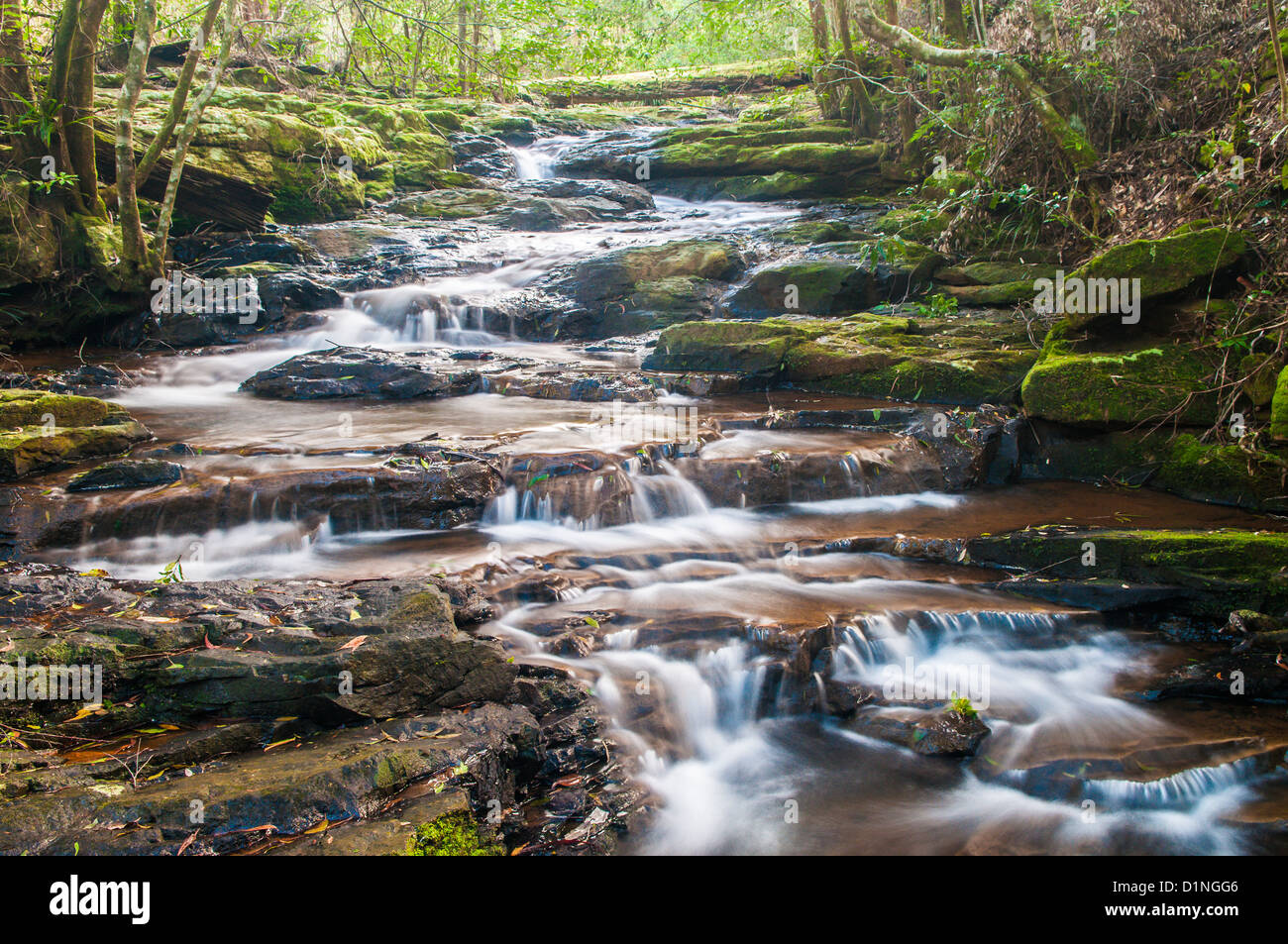 Little Nerang Creek (East Branch), Springbrook National Park, Gold