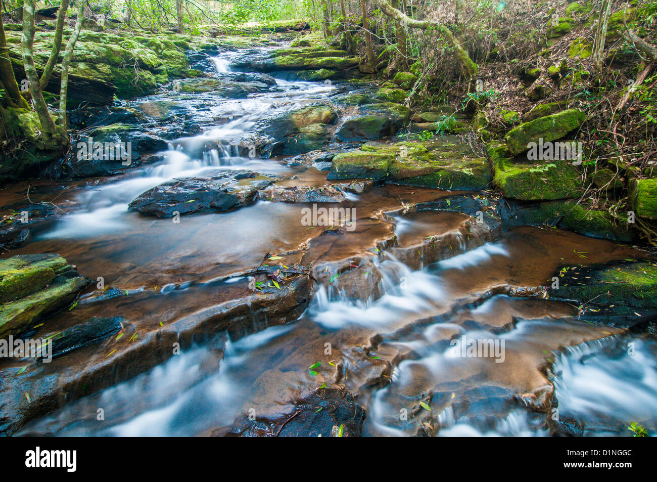Little Nerang Creek (East Branch), Springbrook National Park, Gold