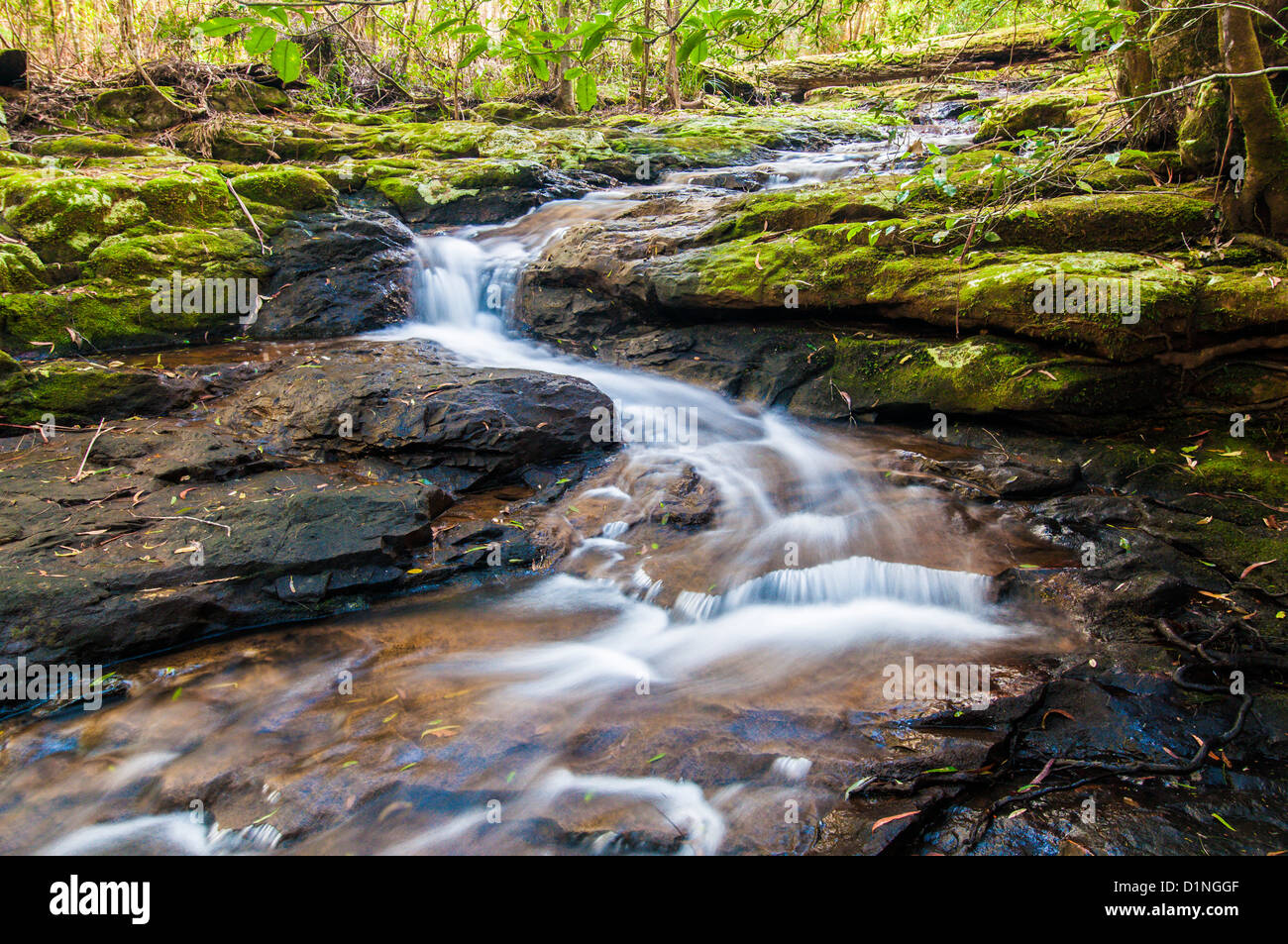 Little Nerang Creek (East Branch), Springbrook National Park, Gold