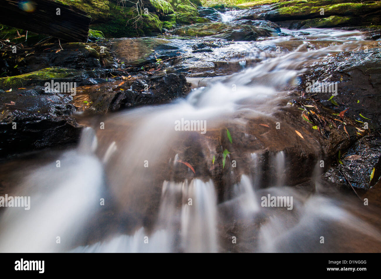 Little Nerang Creek (East Branch), Springbrook National Park, Gold
