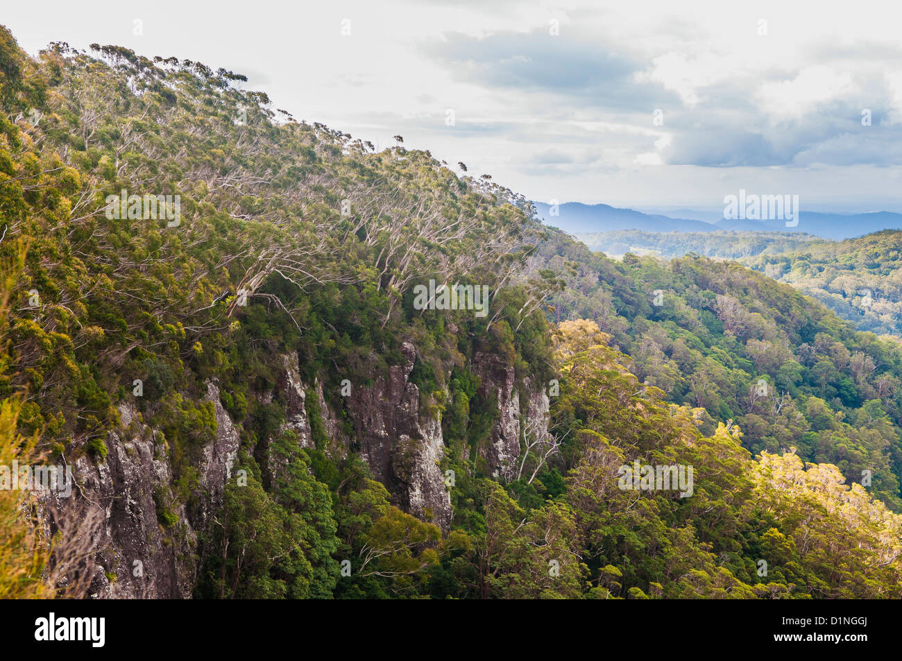 Springbrook National Park, Gold Coast hinterland, Queensland, Australia