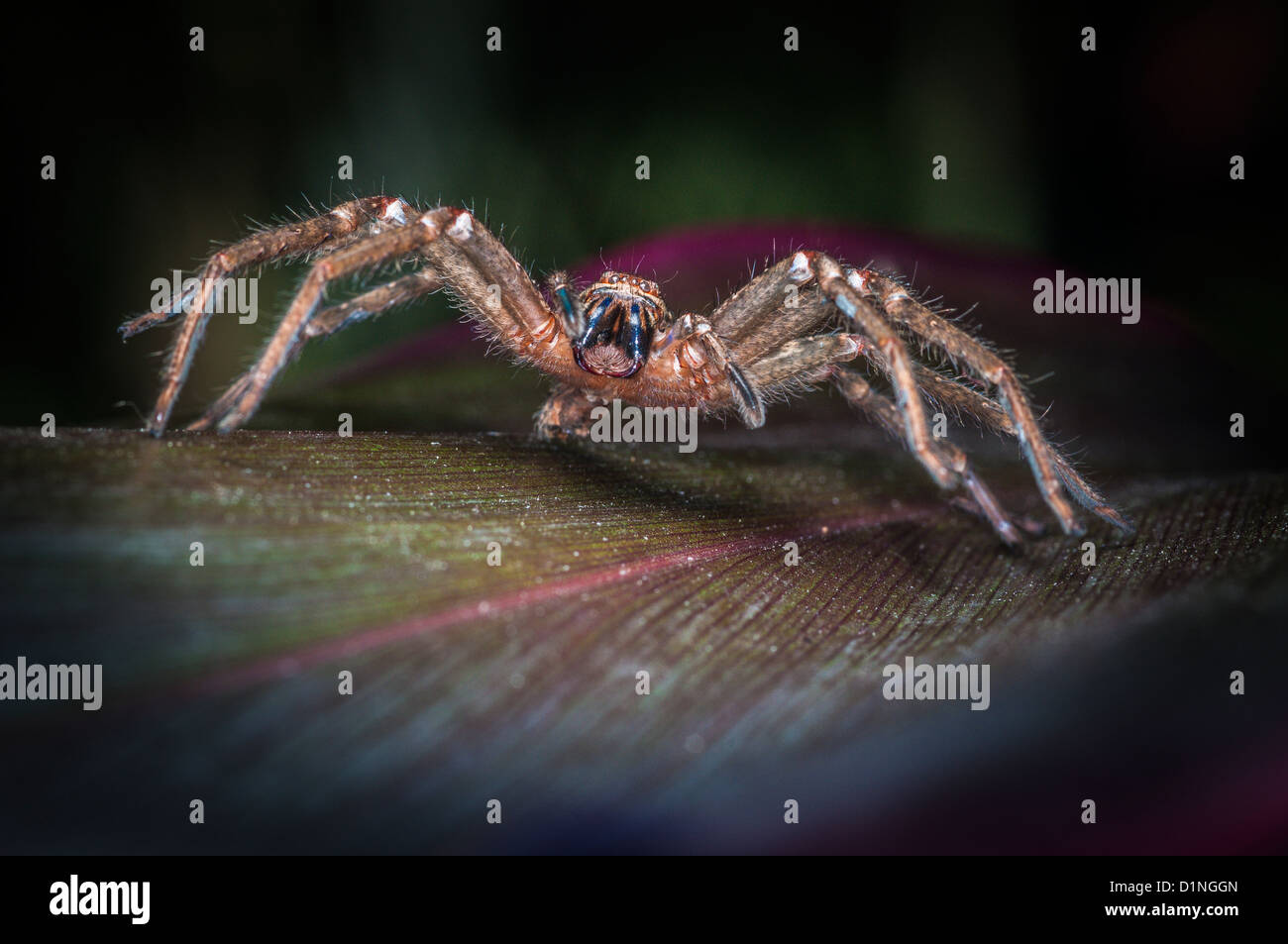 Badge Spider or Shield Huntsman, Queensland, Australia Stock Photo