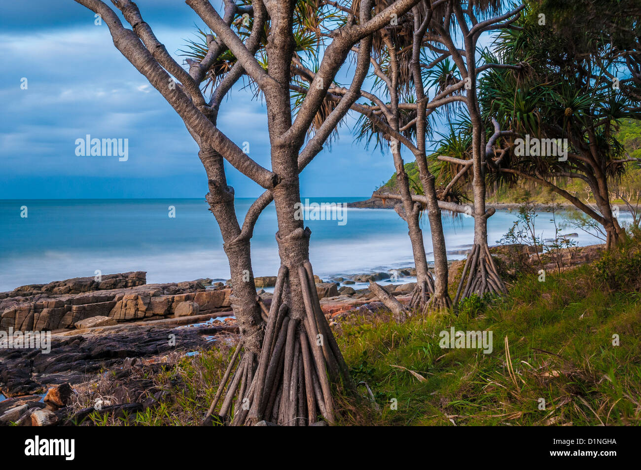 Pandanus trees at dusk, Noosa, Sunshine Coast, Queensland, Australia
