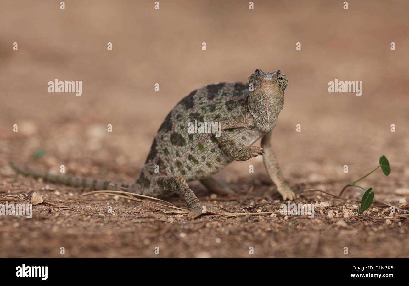 Common Chameleon (Chamaeleo chamaeleon) Photographed in Israel in November Stock Photo