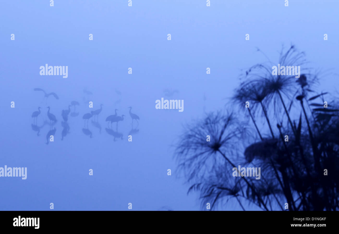 Common crane (Grus grus) Silhouetted at dawn. Stock Photo