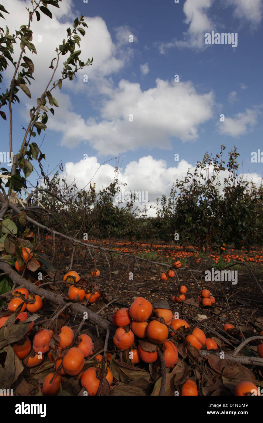 unpicked Persimmon fruit trees in a plantation Photographed in December in Israel Stock Photo