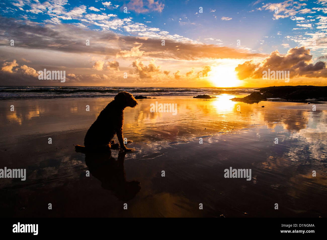 Dog on Deadman's Beach, North Stradbroke Island, Queensland, Australia