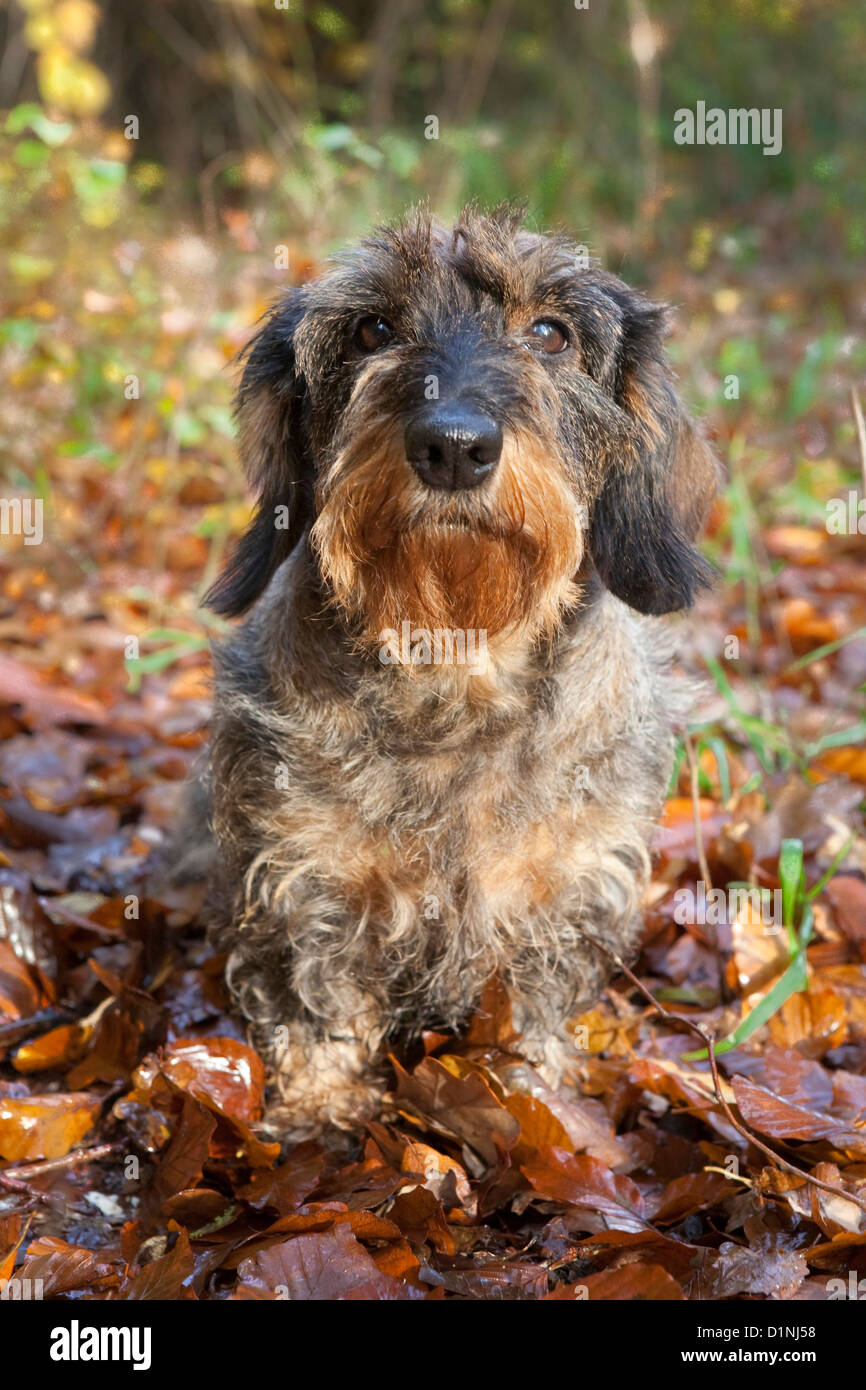 Hunting dogs dachshund hires stock photography and images Alamy