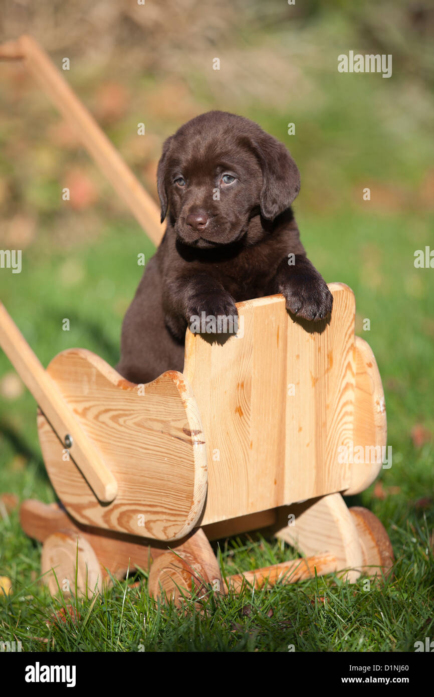 Brown Labrador Retriever puppy in baby buggy Stock Photo