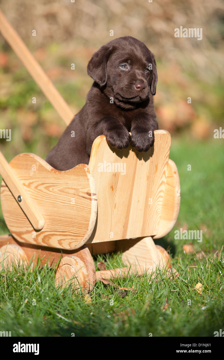 Brown Labrador Retriever puppy in baby buggy Stock Photo