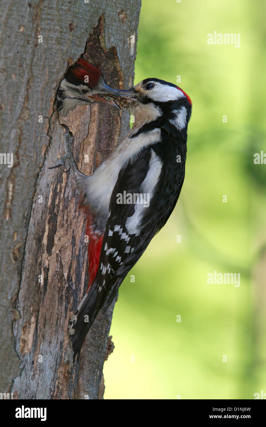 Great Spotted (Dendrocopos major) Stock Photo