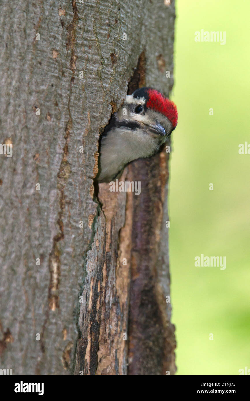 Young Great Spotted Woodpecker (Dendrocopos major) Stock Photo