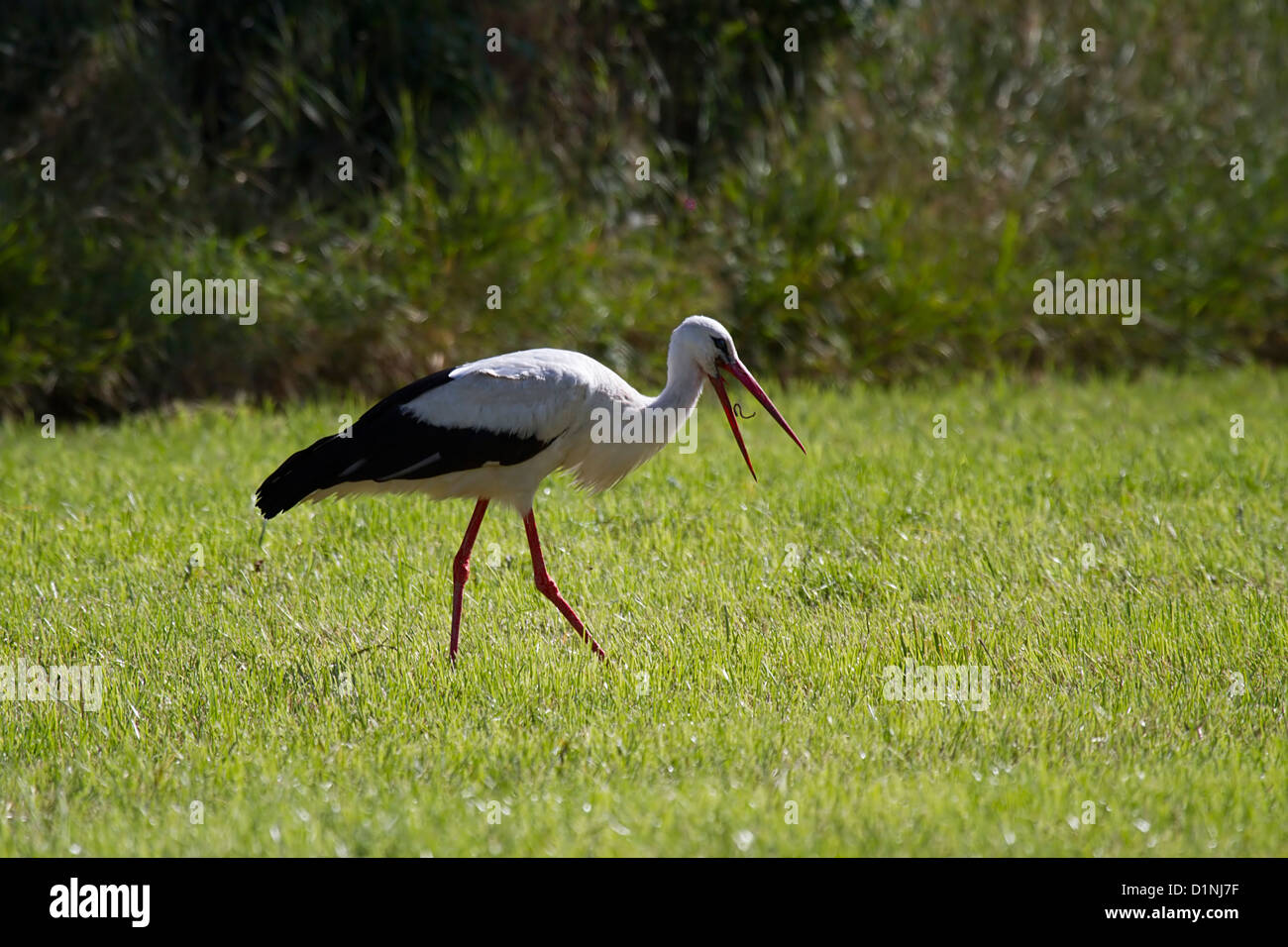 White Stork foraging (Ciconia ciconia) Stock Photo