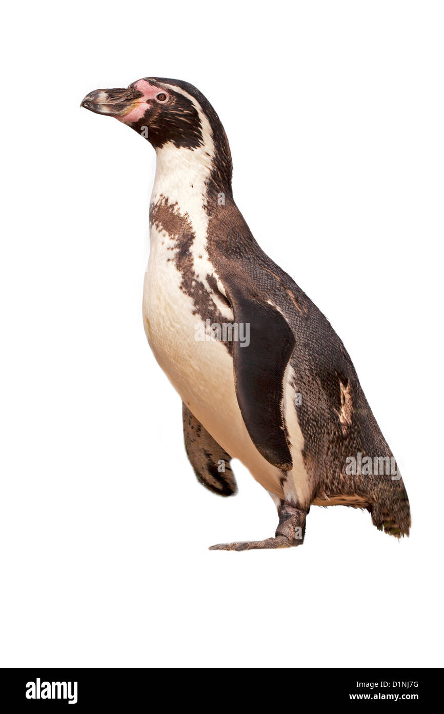 Humboldt Penguin / Spheniscus humboldti Stock Photo