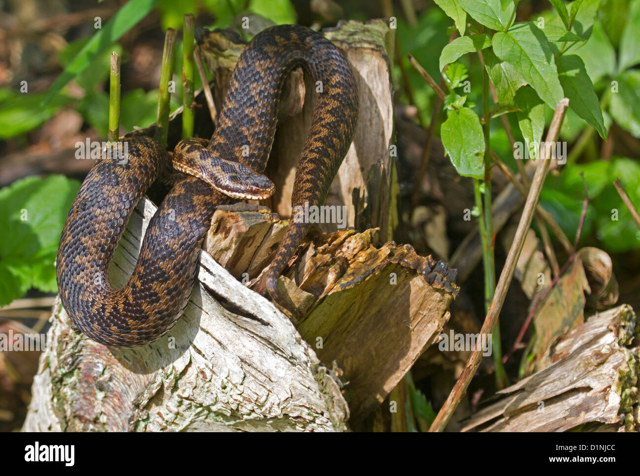 Common European viper / Vipera berus Stock Photo