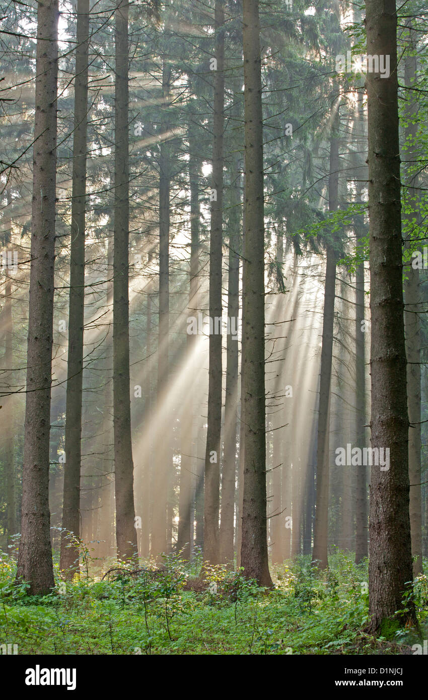 Sunbeams in the forest Stock Photo